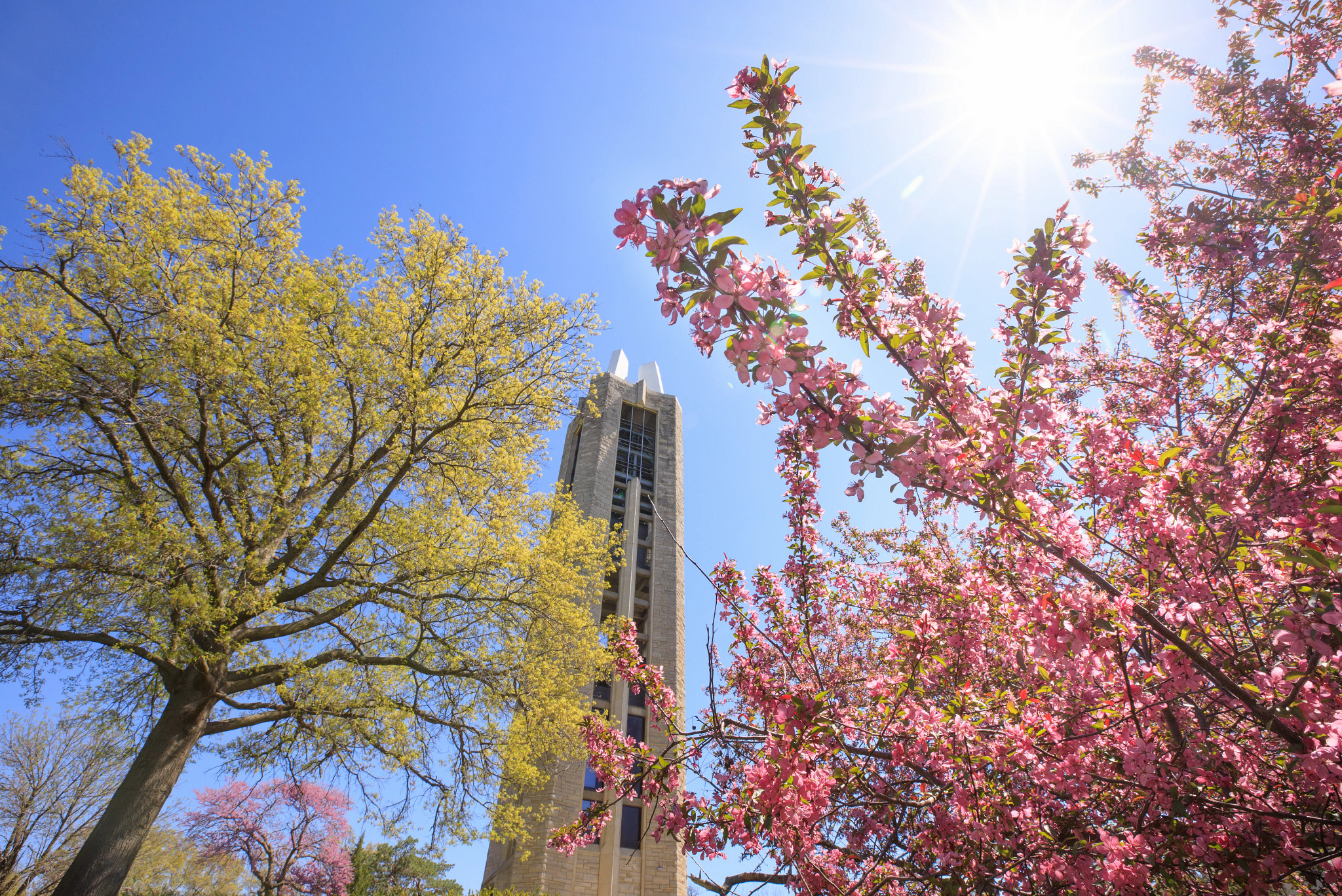 View from below the Campanile in the spring